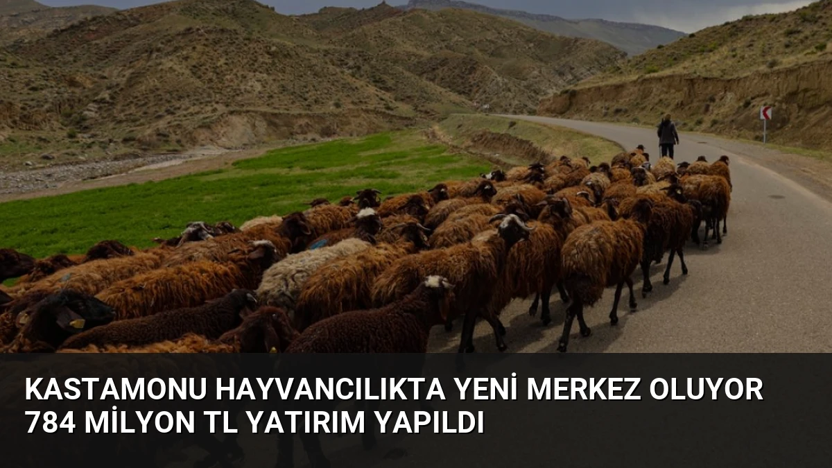 Kastamonu Hayvancılıkta Yeni Merkez Oluyor 784 Milyon TL Yatırım Yapıldı