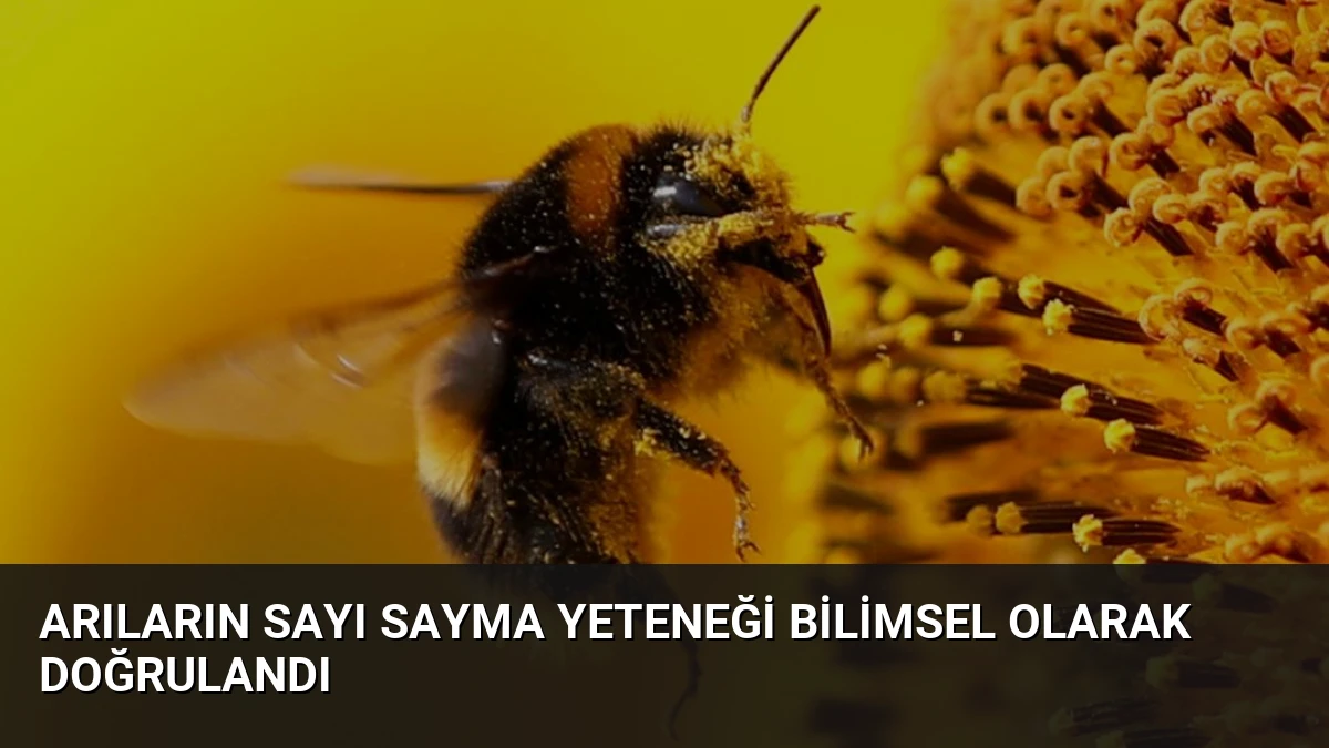 Arıların Sayı Sayma Yeteneği Bilimsel Olarak Doğrulandı