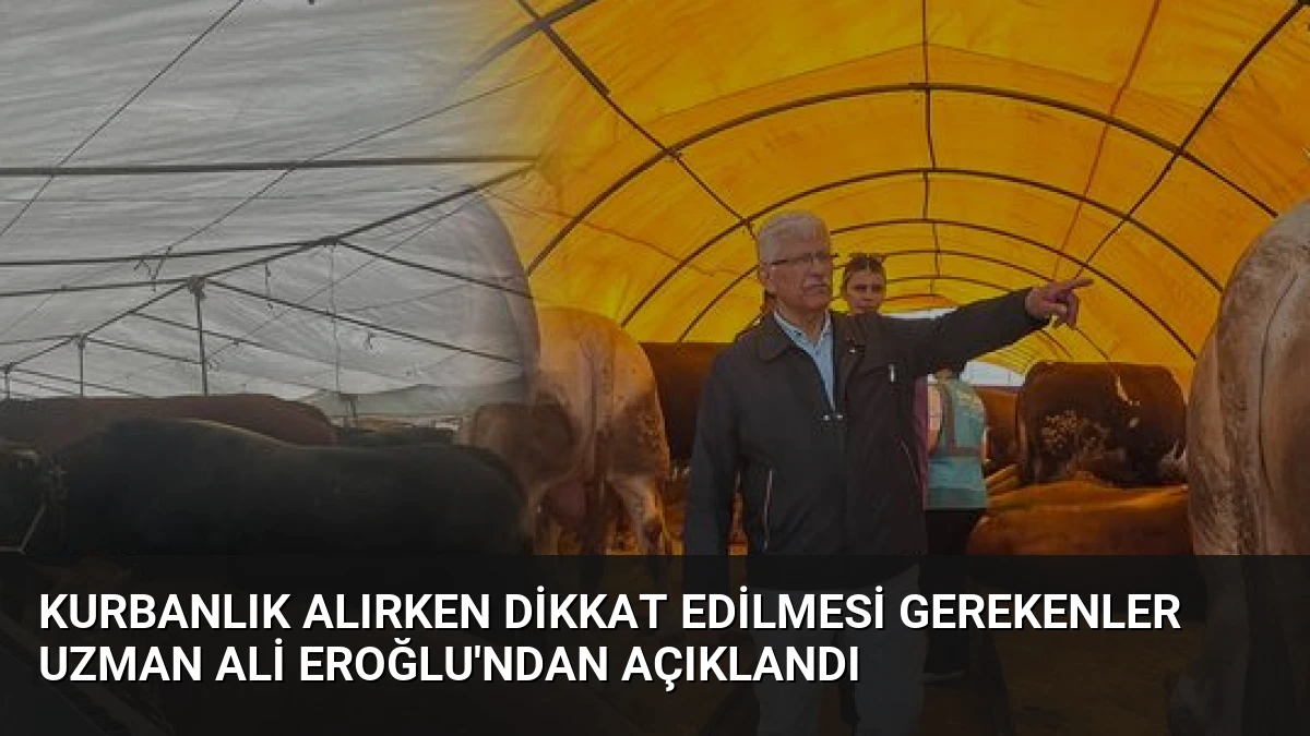 Kurbanlık Alırken Dikkat Edilmesi Gerekenler Uzman Ali Eroğlu’ndan Açıklandı