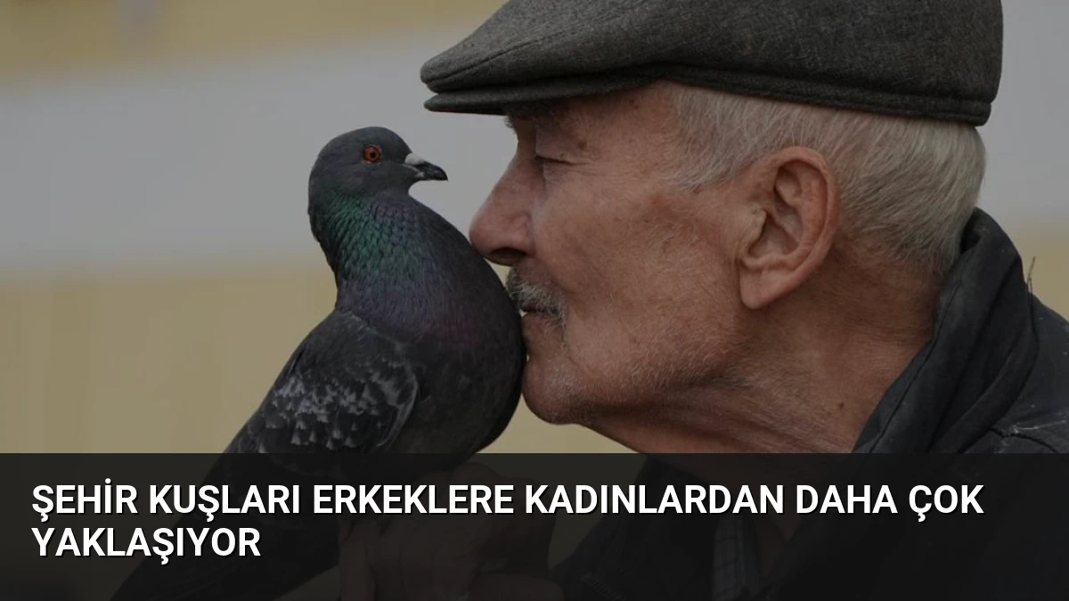 Şehir Kuşları Erkeklere Kadınlardan Daha Çok Yaklaşıyor