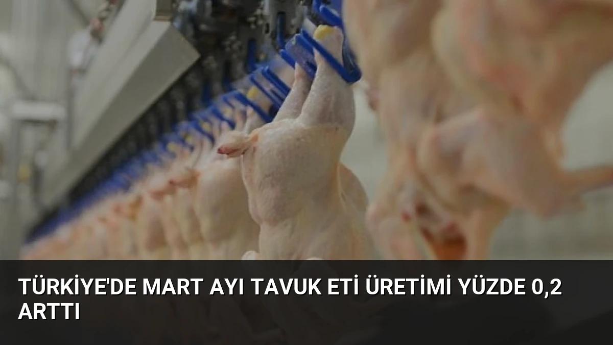 Türkiye’de Mart Ayı Tavuk Eti Üretimi Yüzde 0,2 Arttı