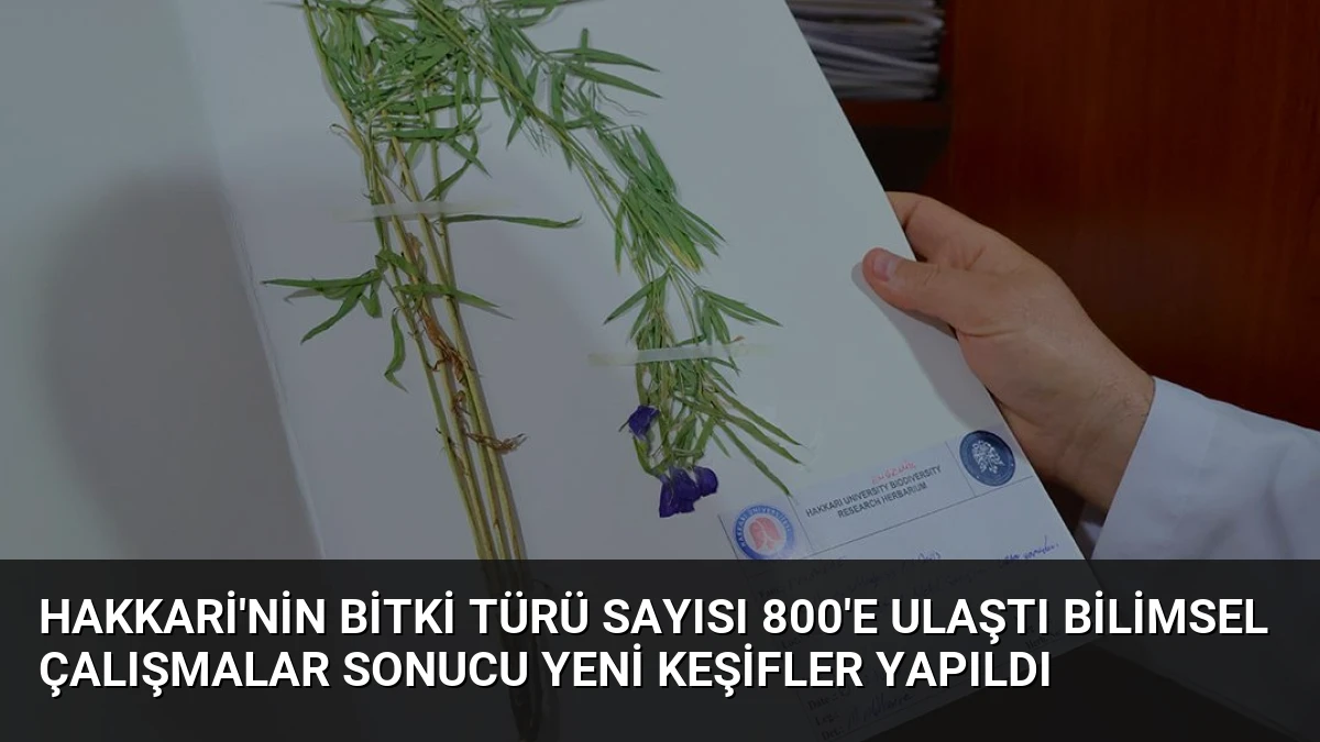 Hakkari’nin Bitki Türü Sayısı 800’e Ulaştı Bilimsel Çalışmalar Sonucu Yeni Keşifler Yapıldı