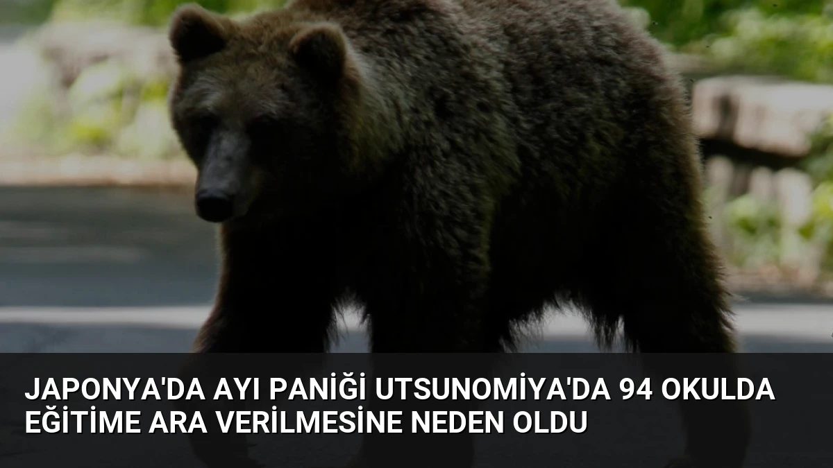 Japonya’da Ayı Paniği Utsunomiya’da 94 Okulda Eğitime Ara Verilmesine Neden Oldu