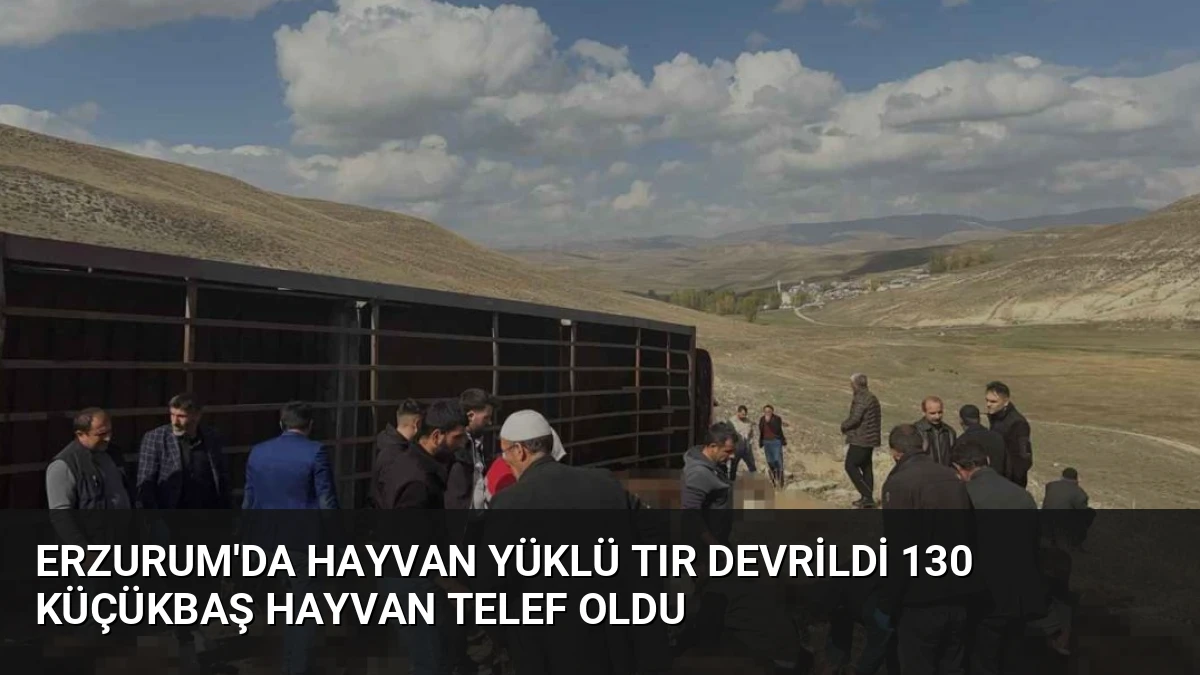 Erzurum’da Hayvan Yüklü Tır Devrildi 130 Küçükbaş Hayvan Telef Oldu