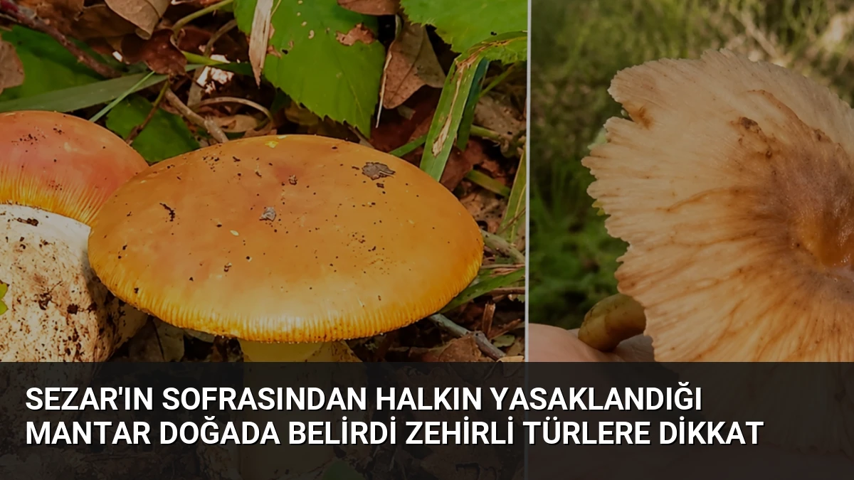 Sezar’ın Sofrasından Halkın Yasaklandığı Mantar Doğada Belirdi Zehirli Türlere Dikkat
