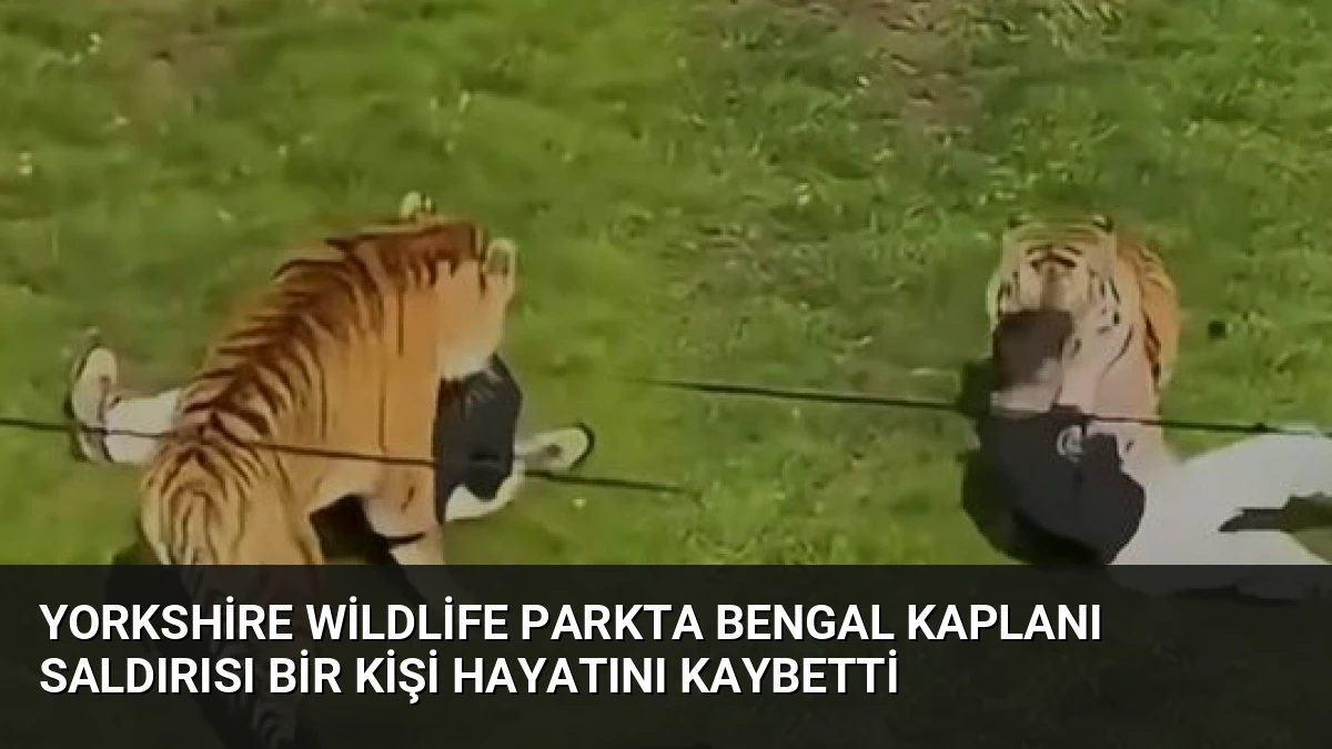 Yorkshire Wildlife Parkta Bengal Kaplanı Saldırısı Bir Kişi Hayatını Kaybetti